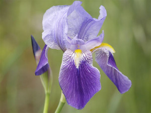 iris-germanica
